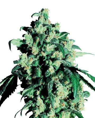 green-crack-.jpg