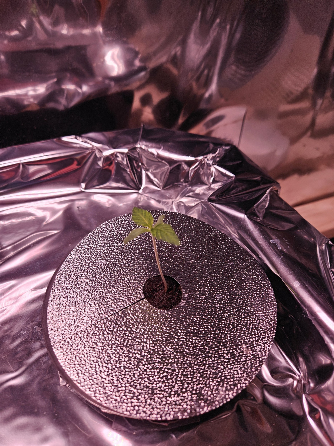 Grow 1.jpg