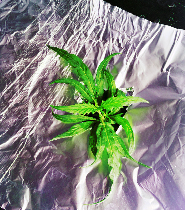grow 3 week 5 northern lights.jpg
