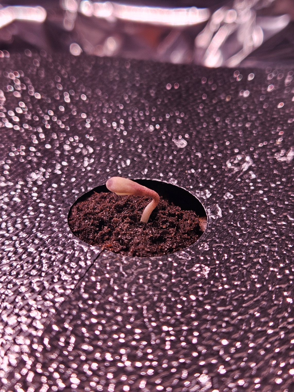 Grow 4.jpg