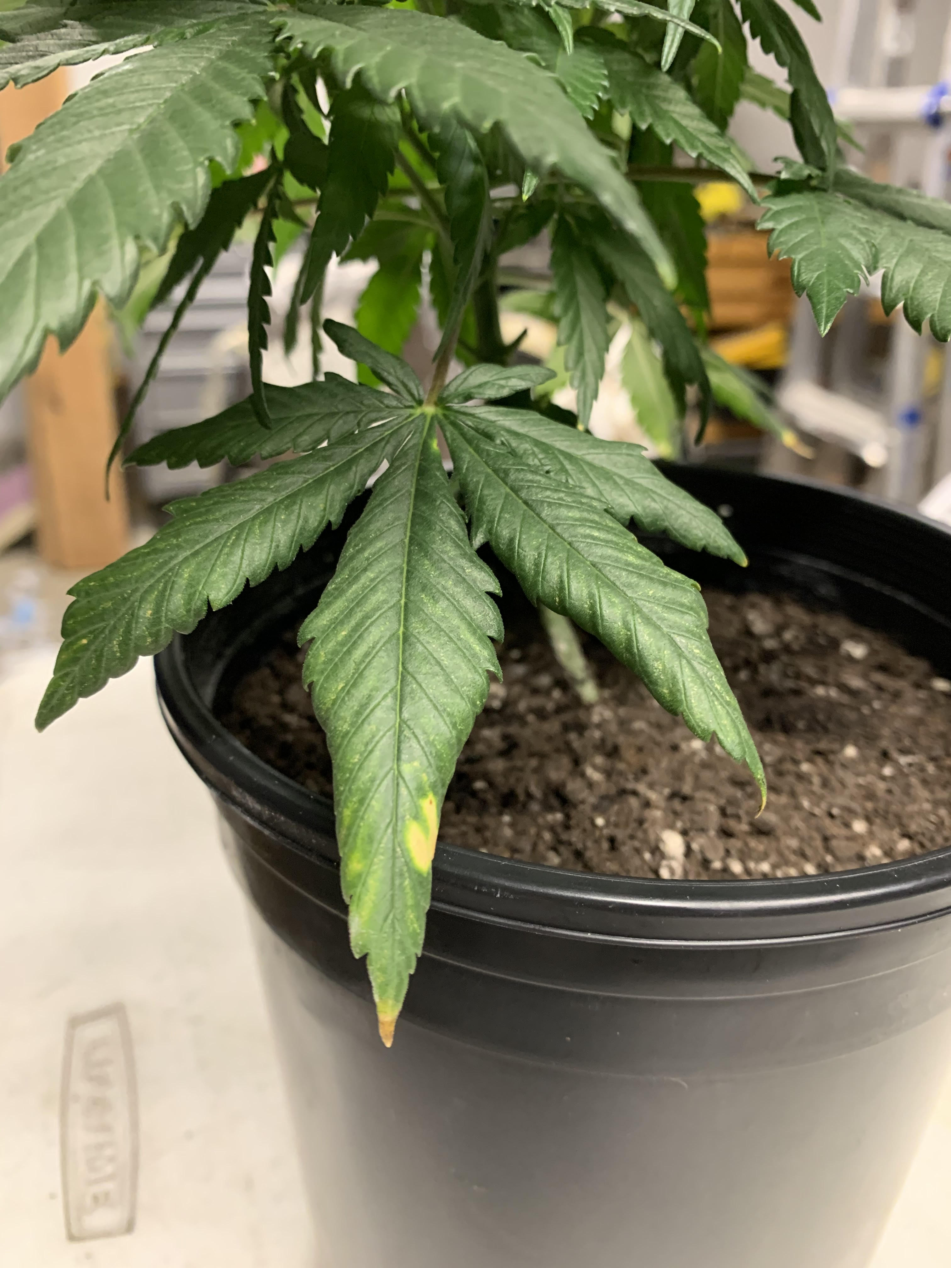 GSC 7_25_2020 3.jpg