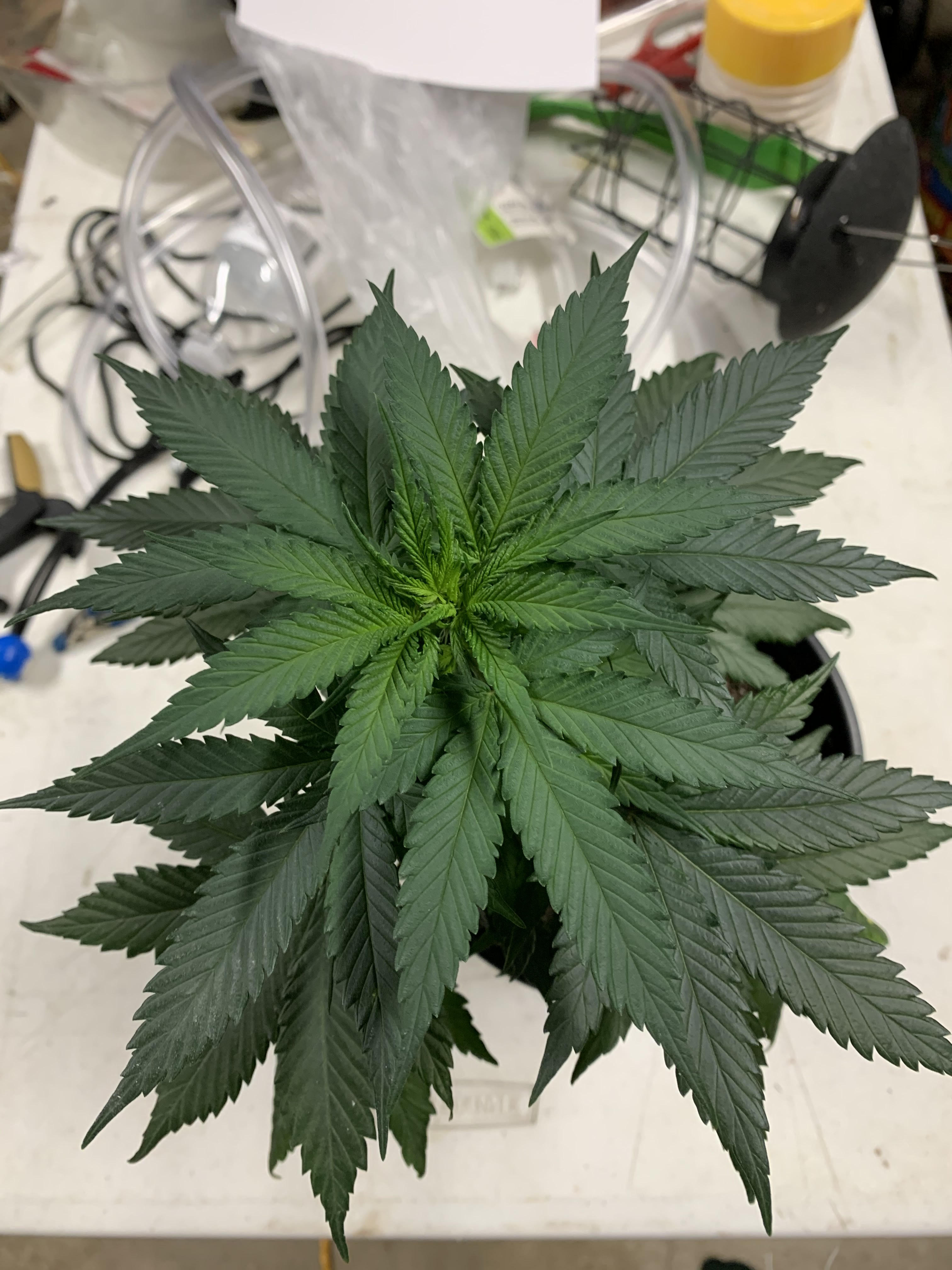 GSC 7_25_2020 4.jpg