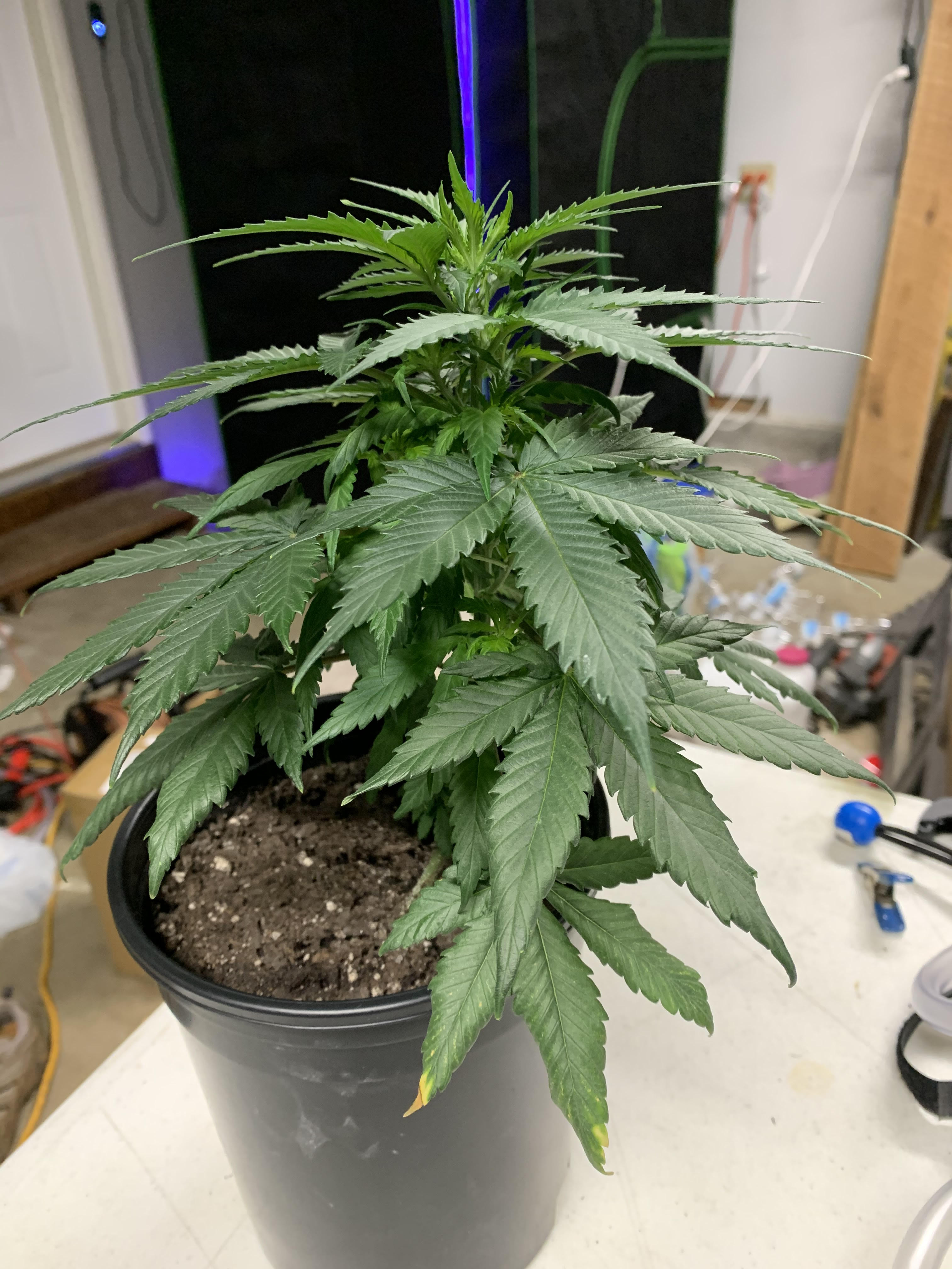 GSC 7_25_2020.jpg