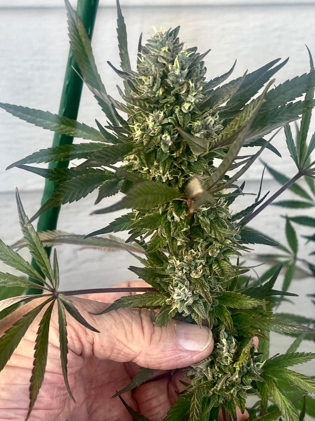 gsc bud.jpg