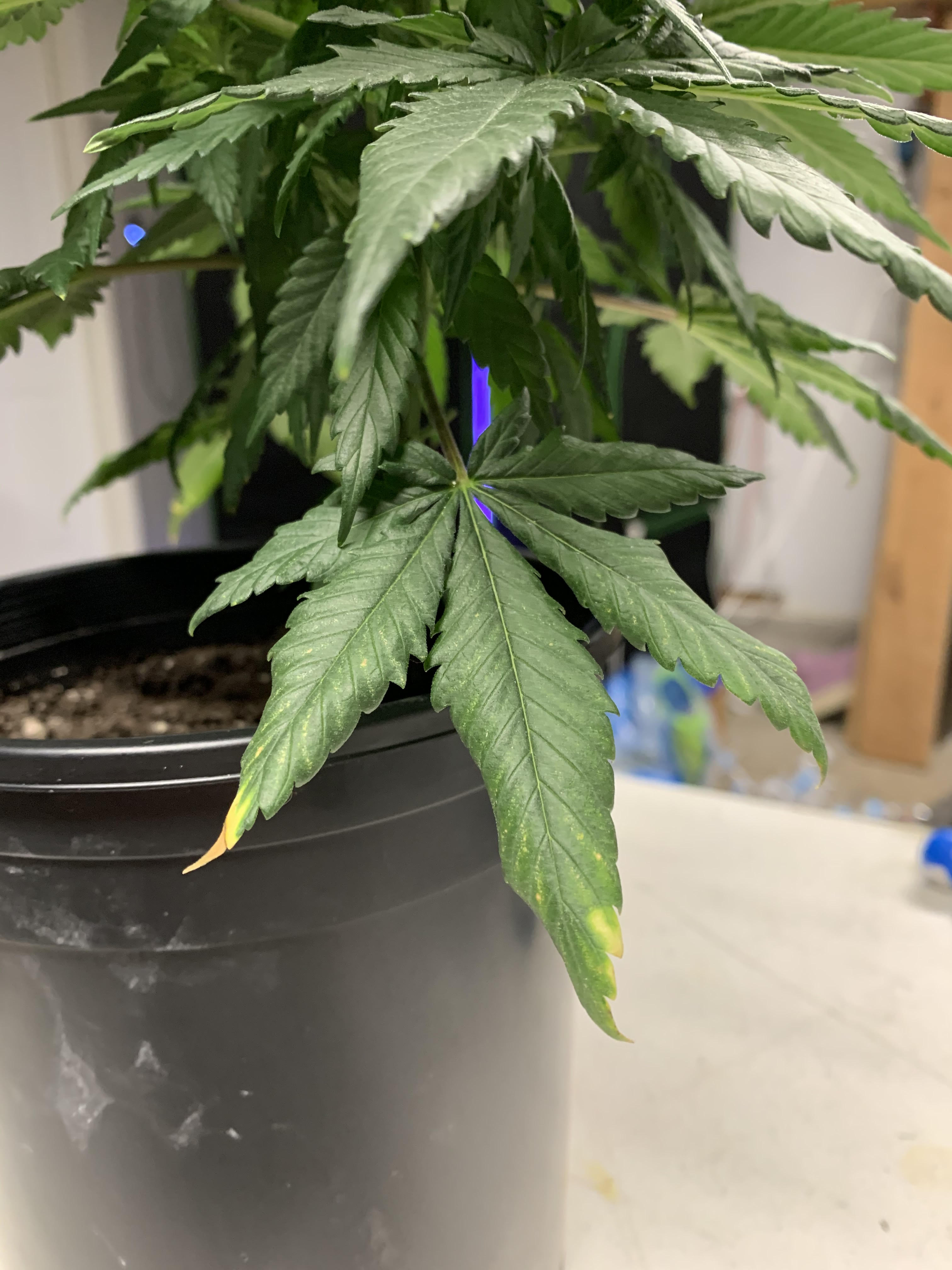GSC7_25_2020  2.jpg