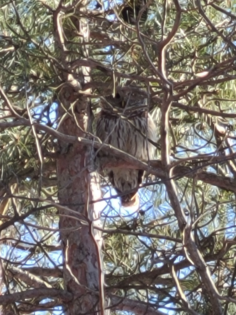 Guard owl.jpg
