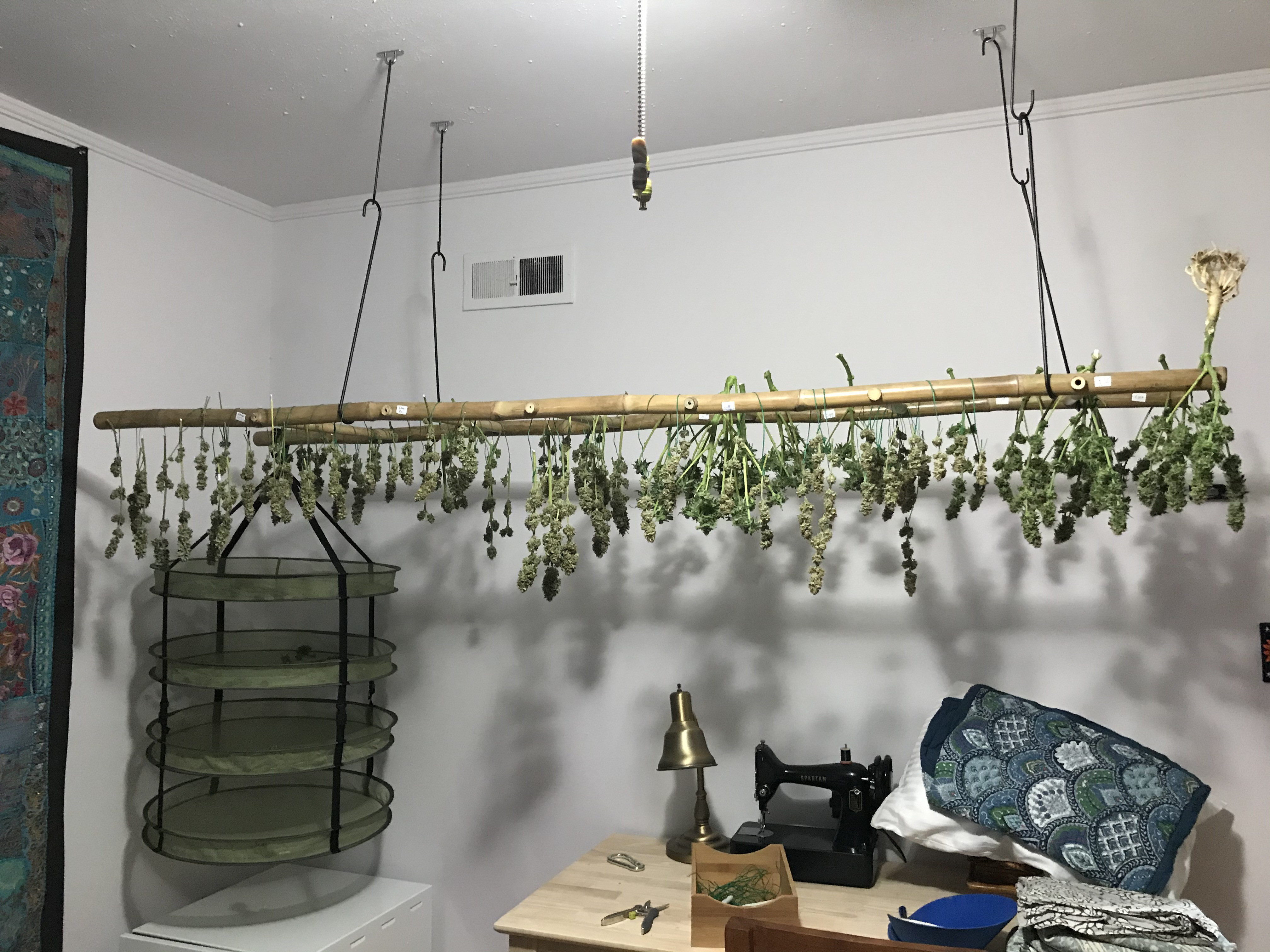harvest nov1-5.JPG