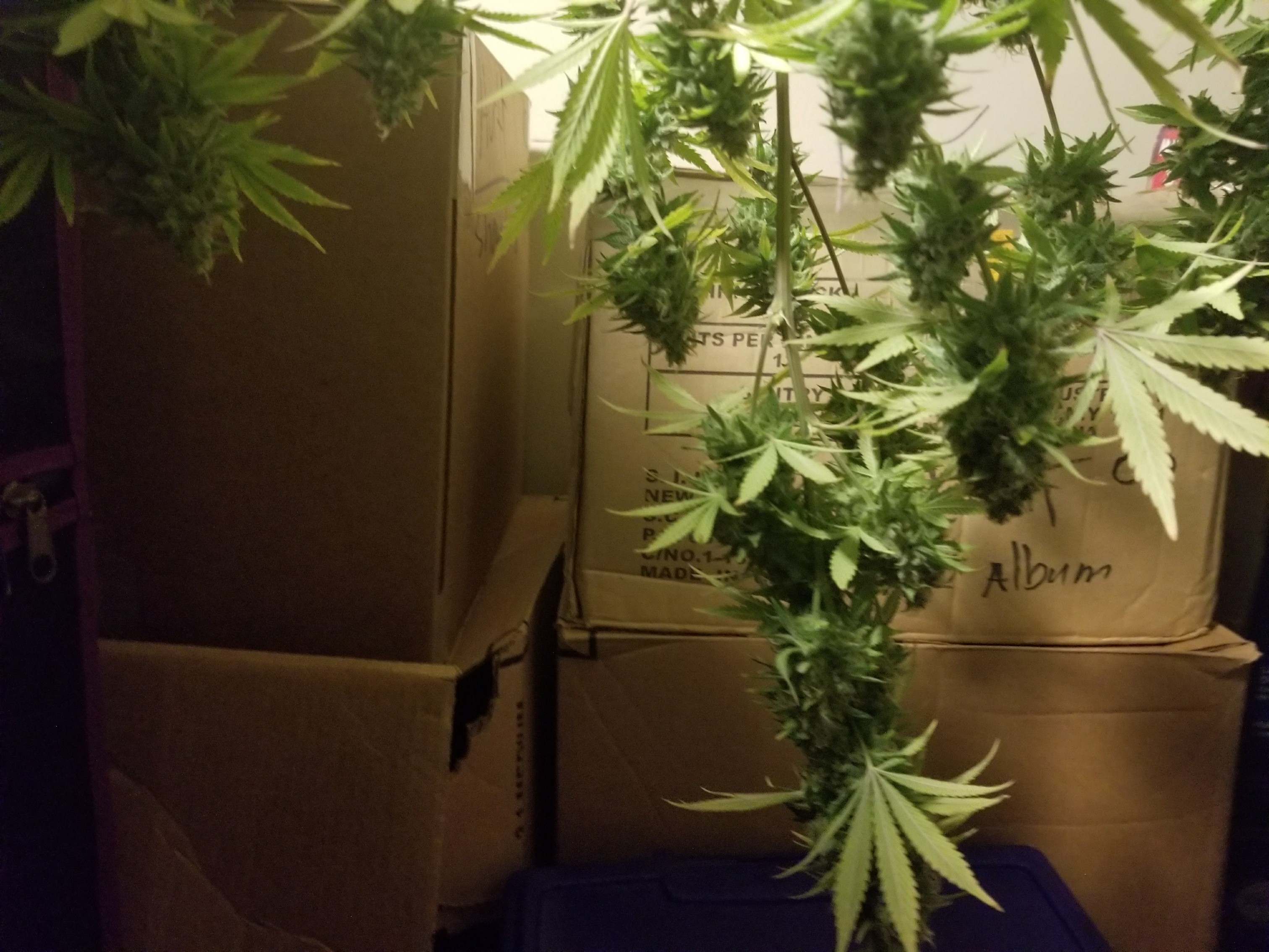 Click image for larger version  Name:	Bud Size.jpg Views:	1 Size:	1.94 MB ID:	140970