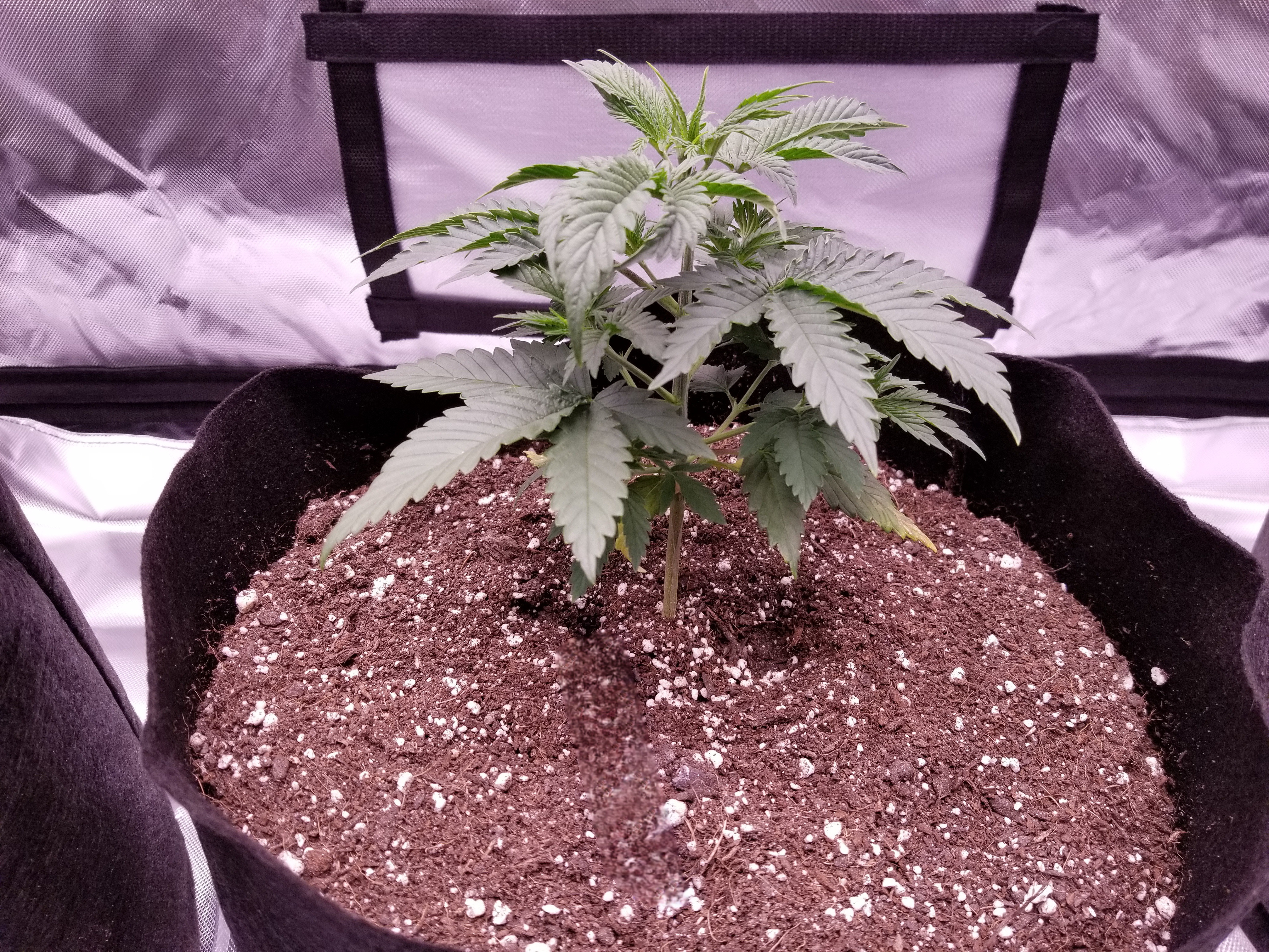 Healthy plant 1.jpg
