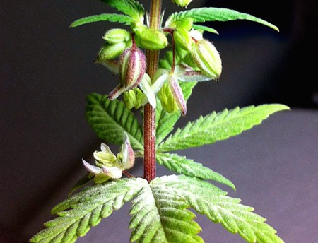 hermie-pollen-sac-opens-sm.jpg