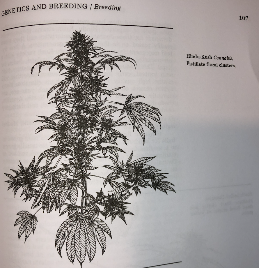 Hindu Kush.png