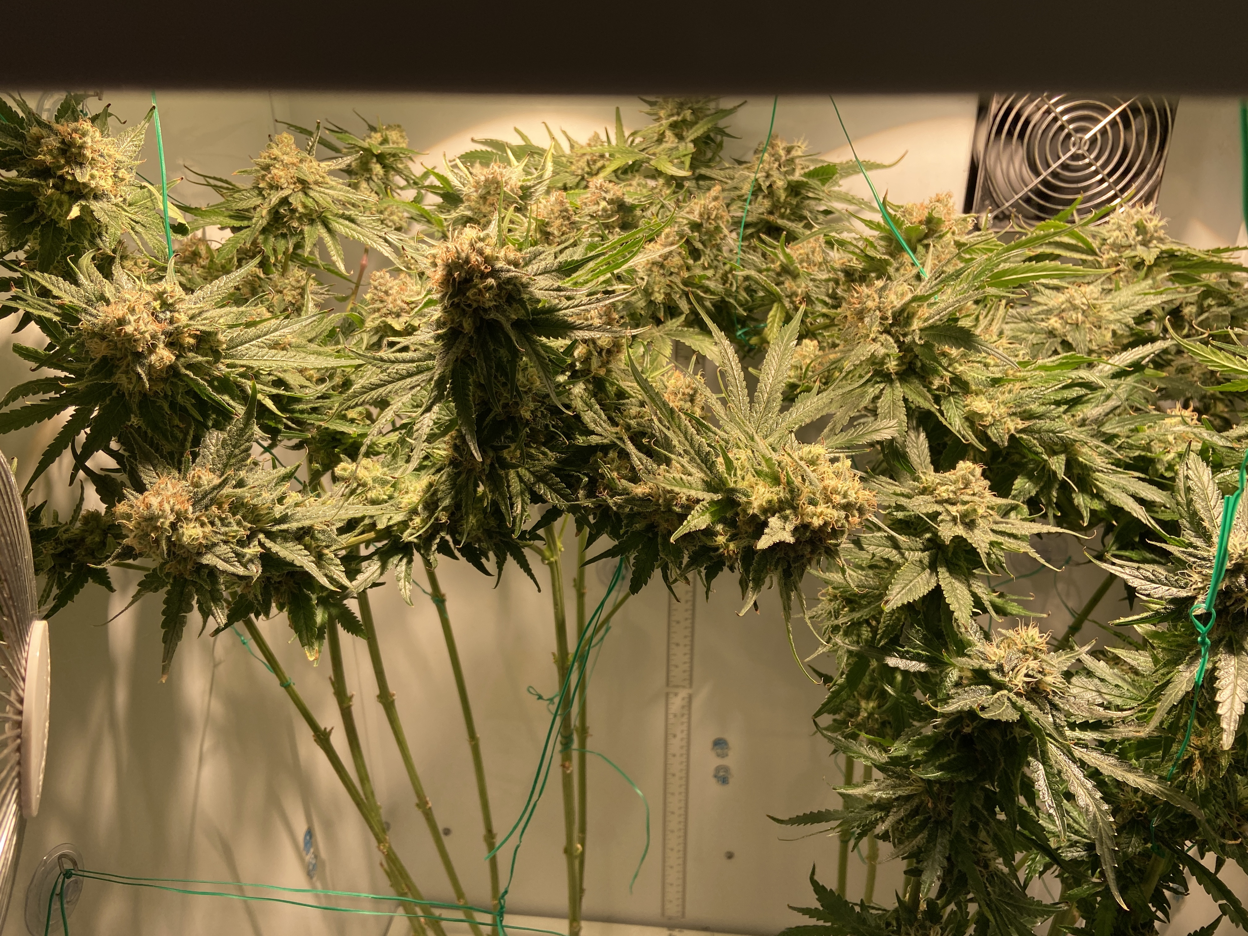 horizontal buds1.jpg