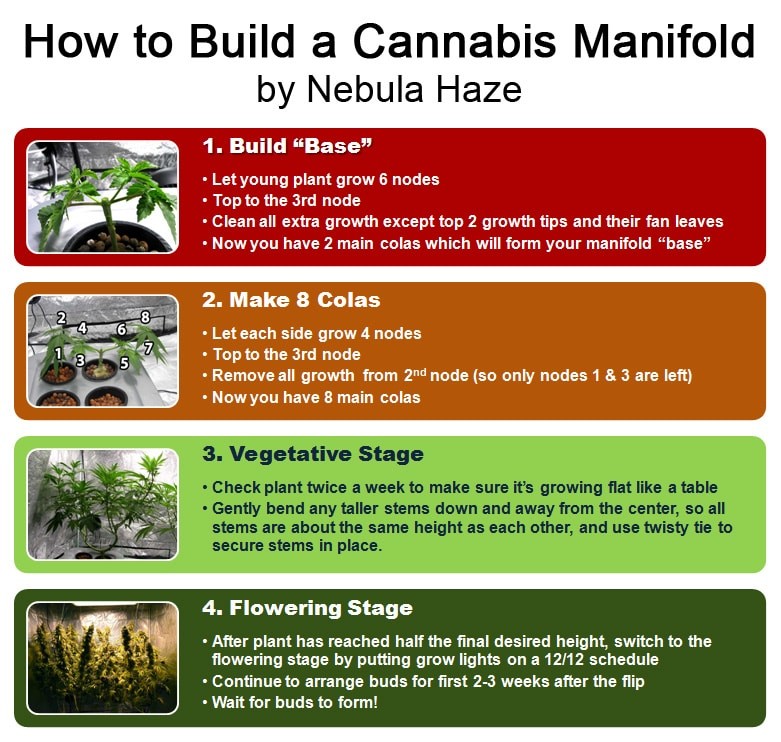how-to-build-cannabis-manifold-nebula.jpg