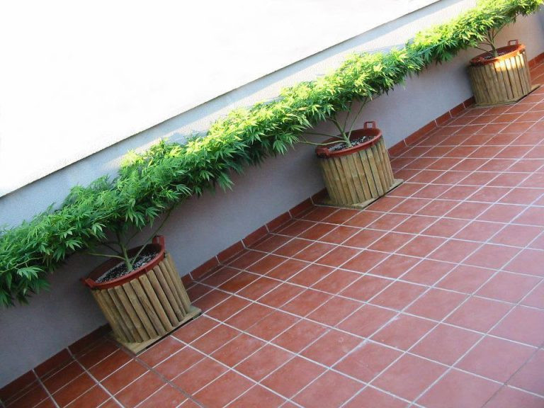 How-to-hide-outdoor-plants.jpg