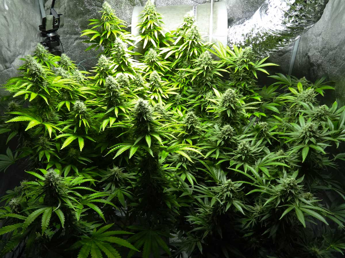 hydro-cannabis-plants-9-weeks-since-12-12.jpg