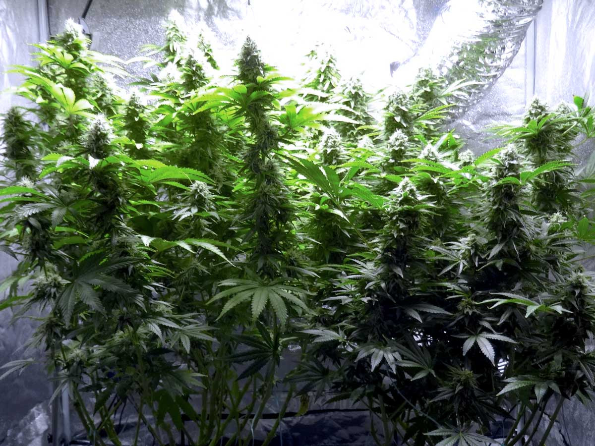 hydro-cannabis-plants-9-weeks-since-12-12-side-view.jpg