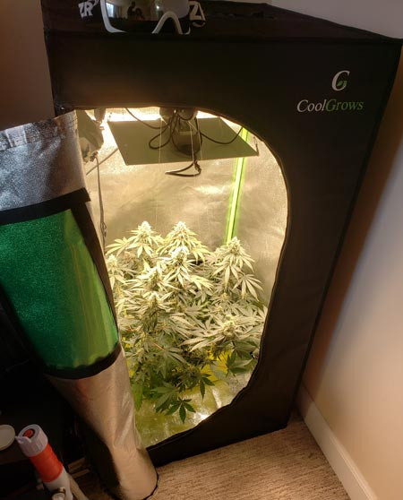 hydro-dwc-mini-tent-sm.jpg
