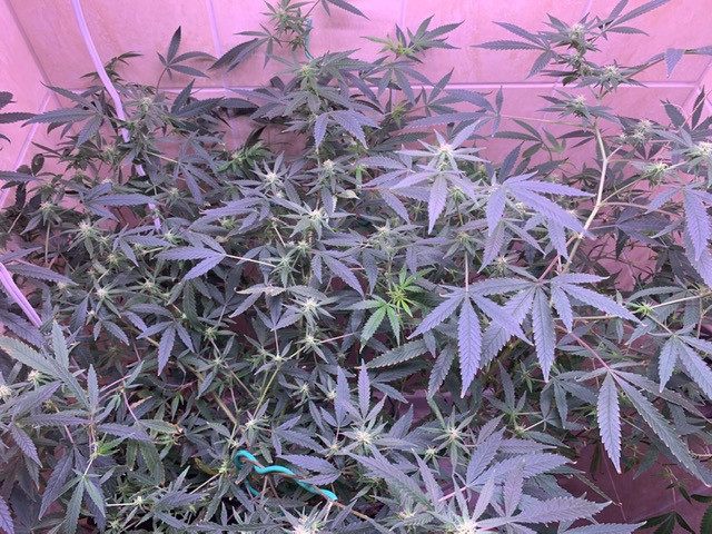 image0.jpeg