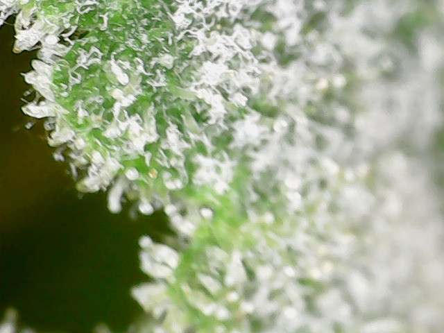 image_127028.jpg