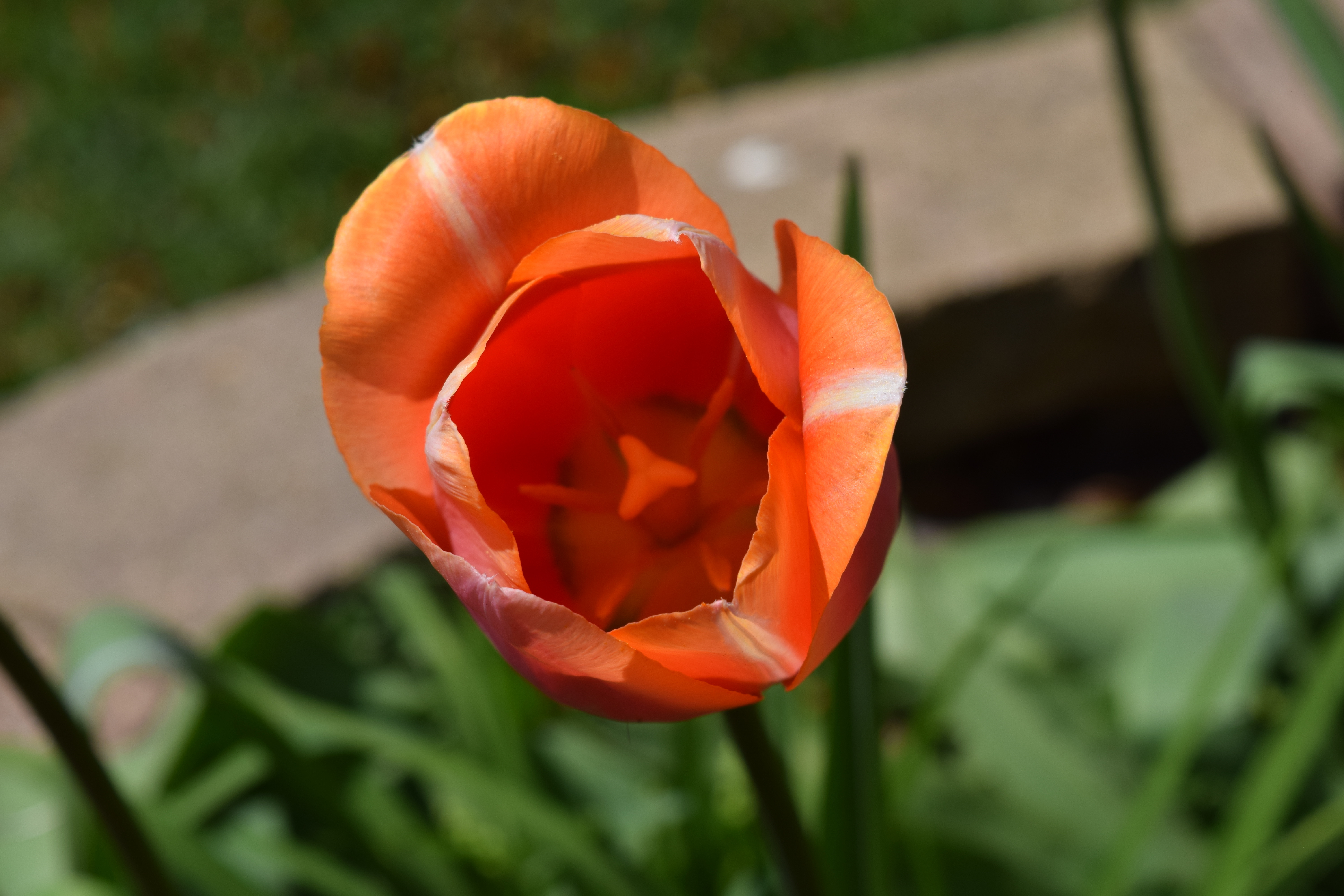 image_137273.jpg