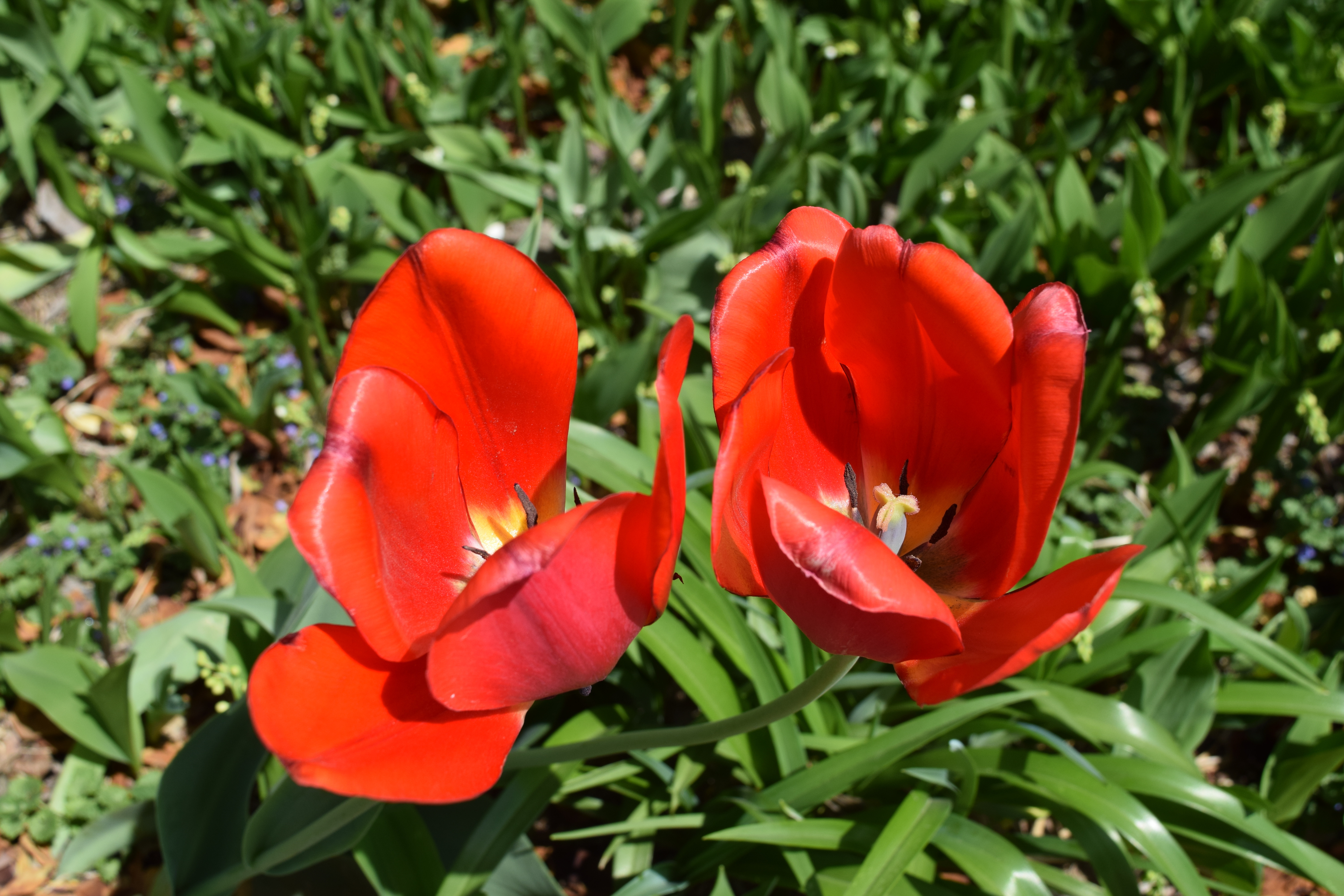 image_137274.jpg