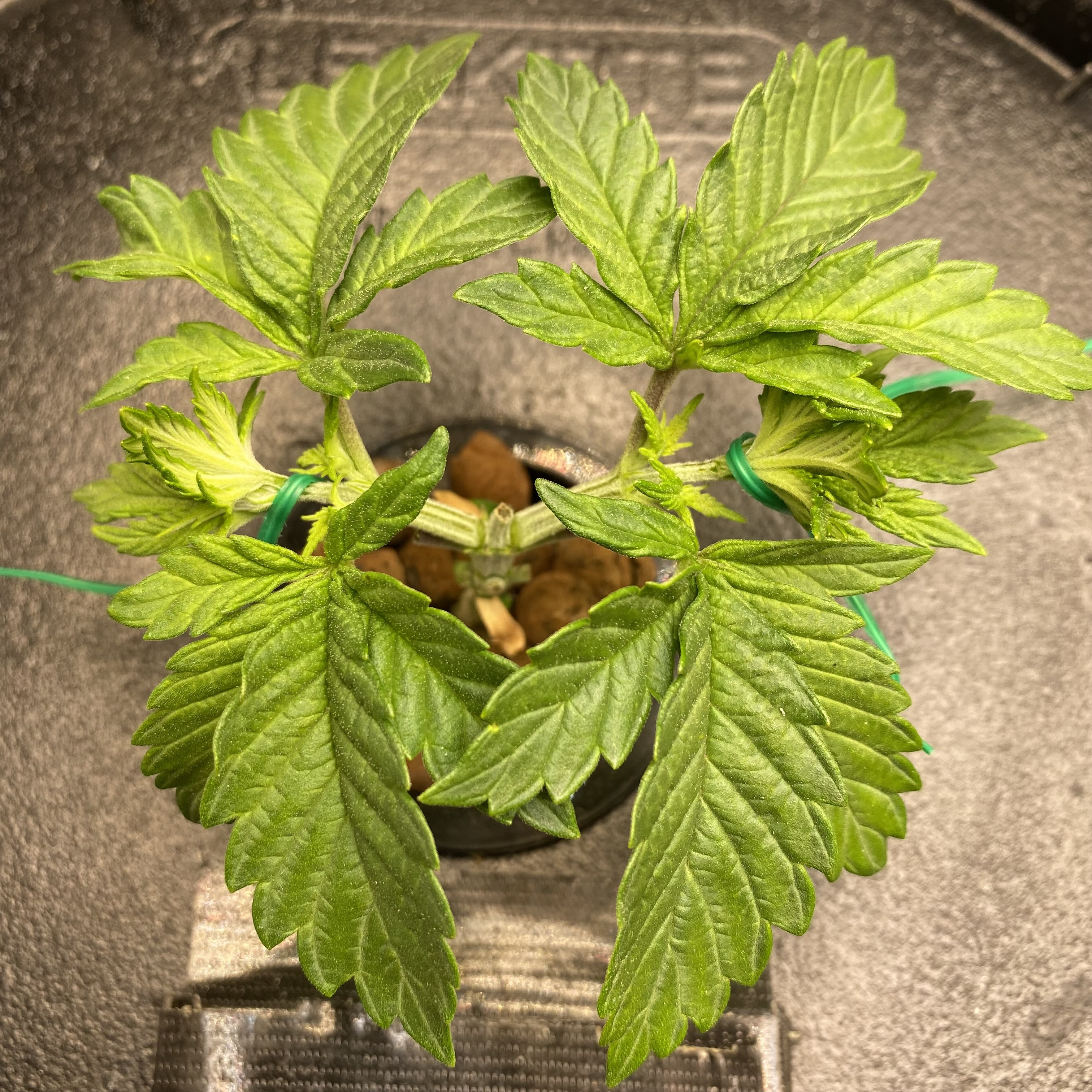 Banana Kush
