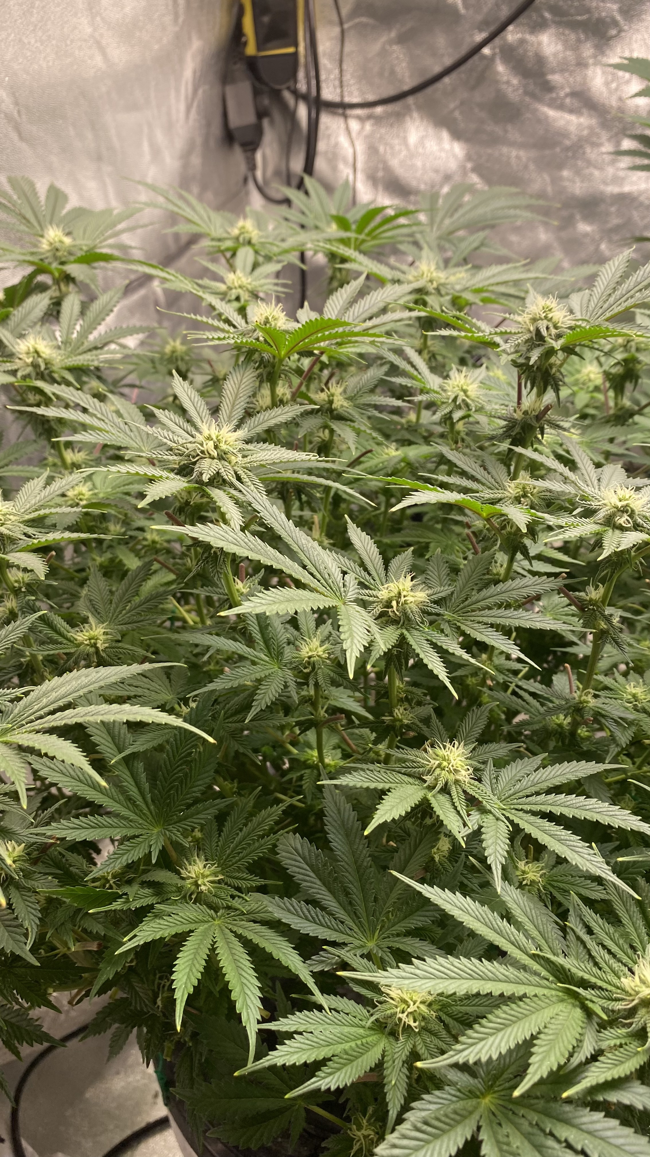 Chocolate Mint OG Week 4 Day 1