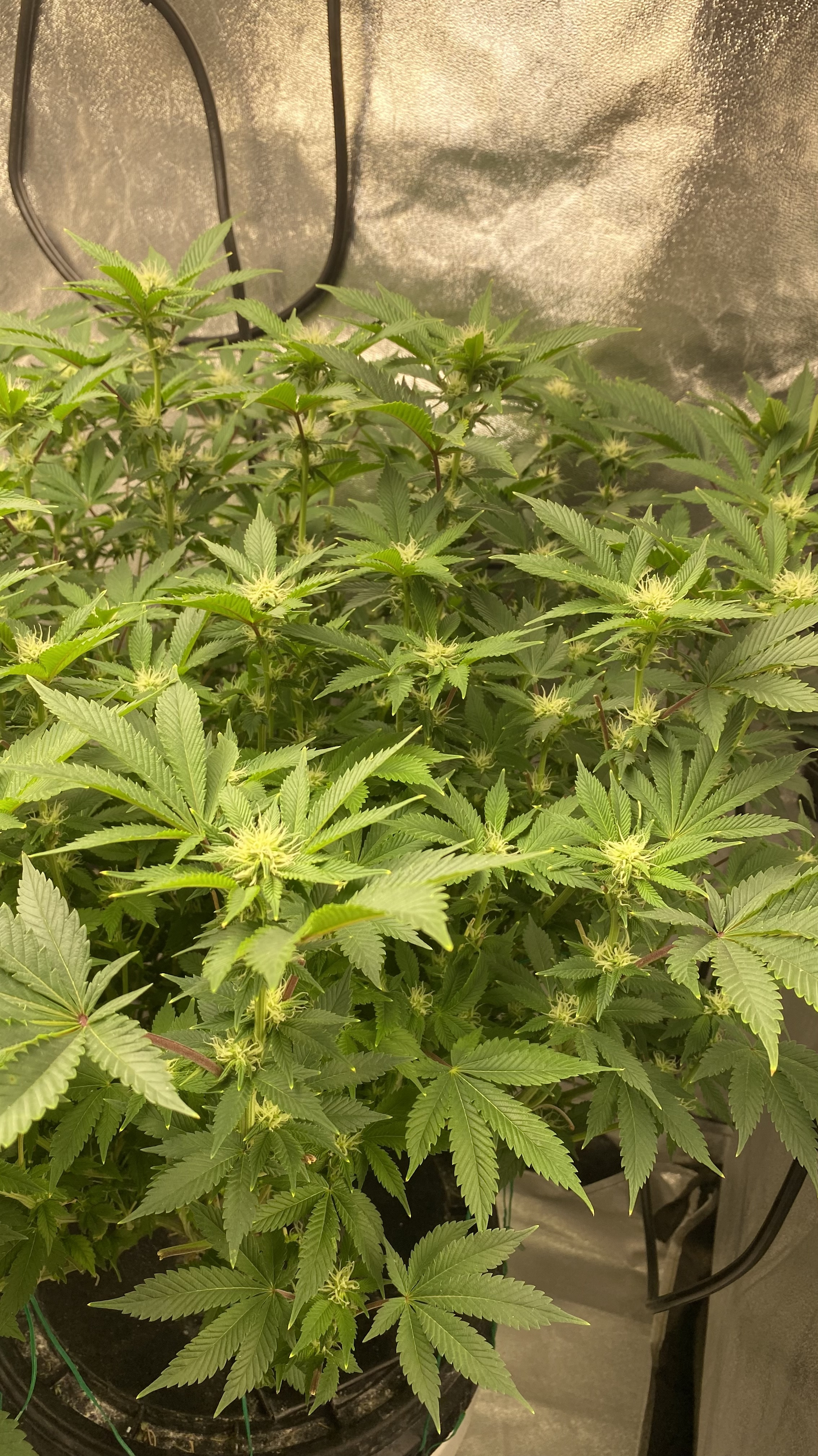 Banana Kush Week 4 Day 1