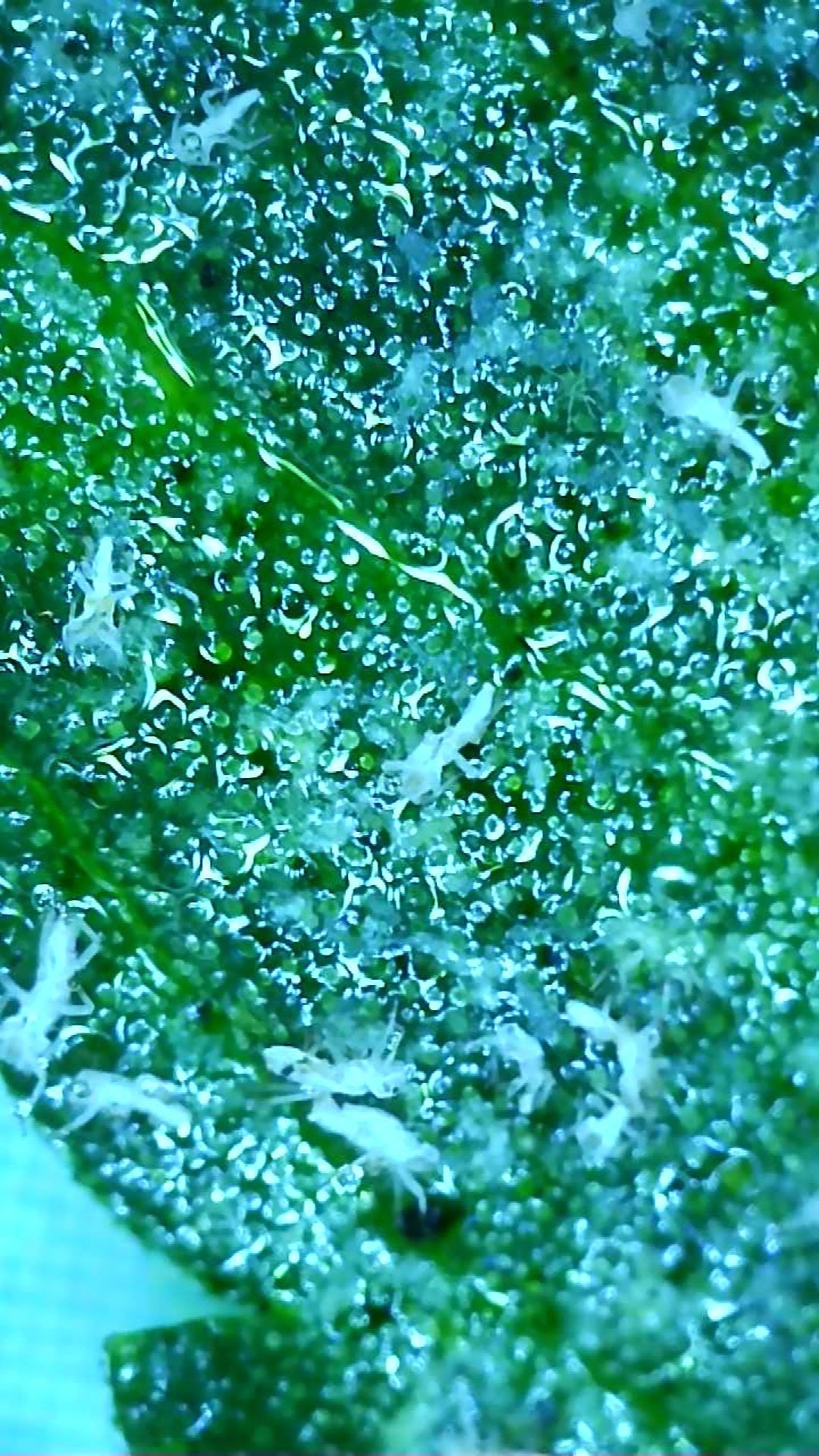 image_154505.jpg