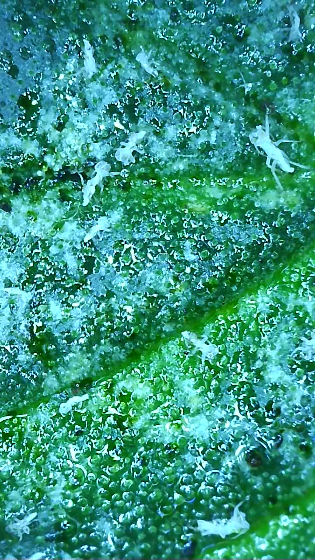image_154506.jpg