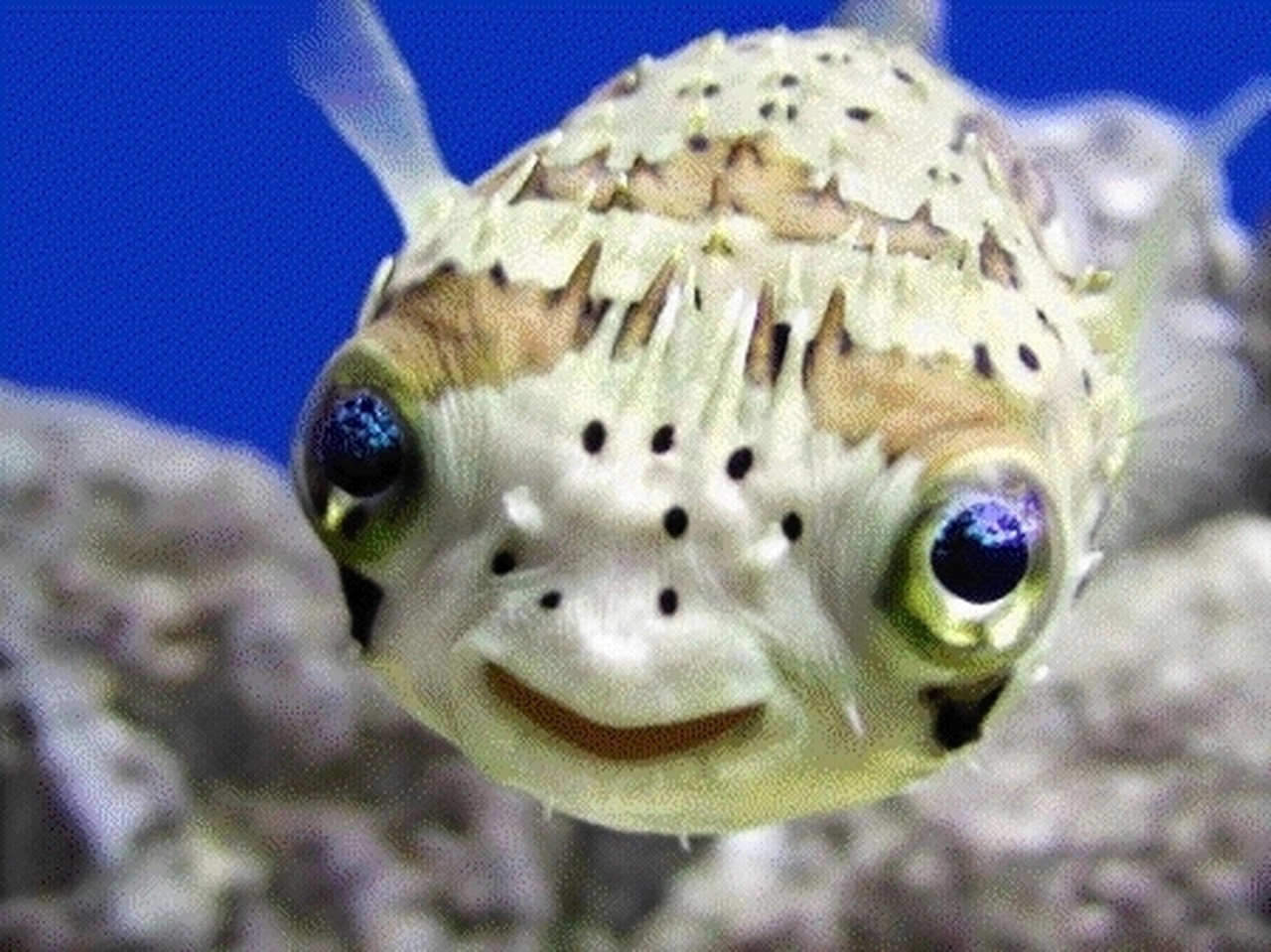 image_155304.jpg
