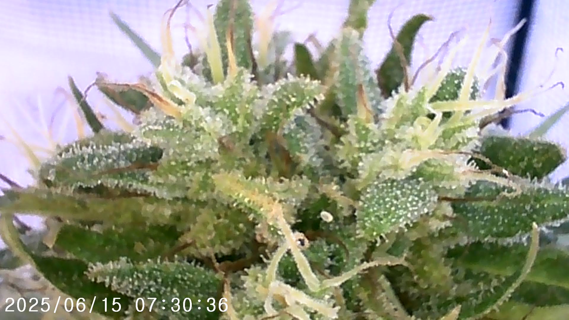 IMG00010.jpg