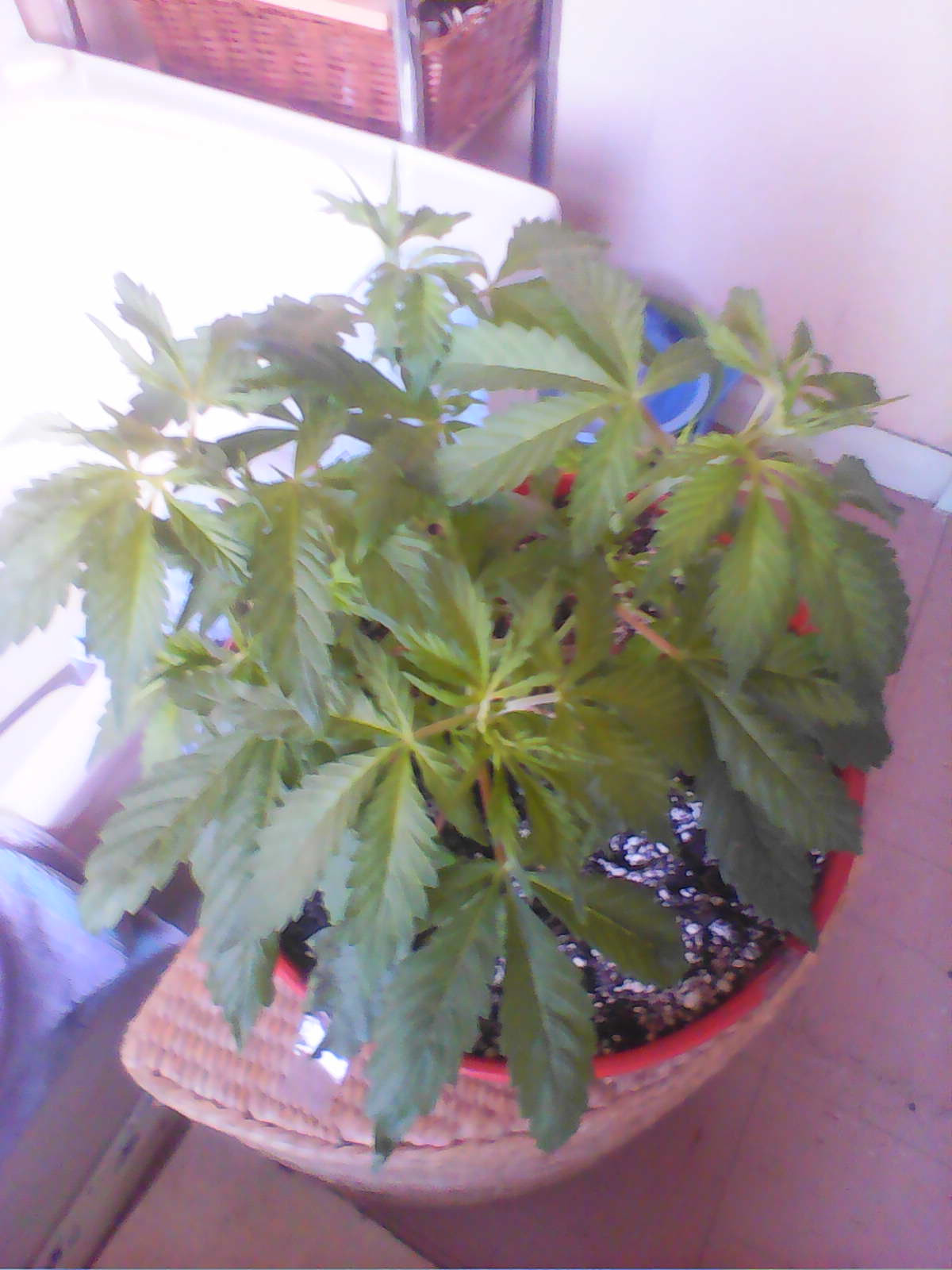 IMG0457A.jpg