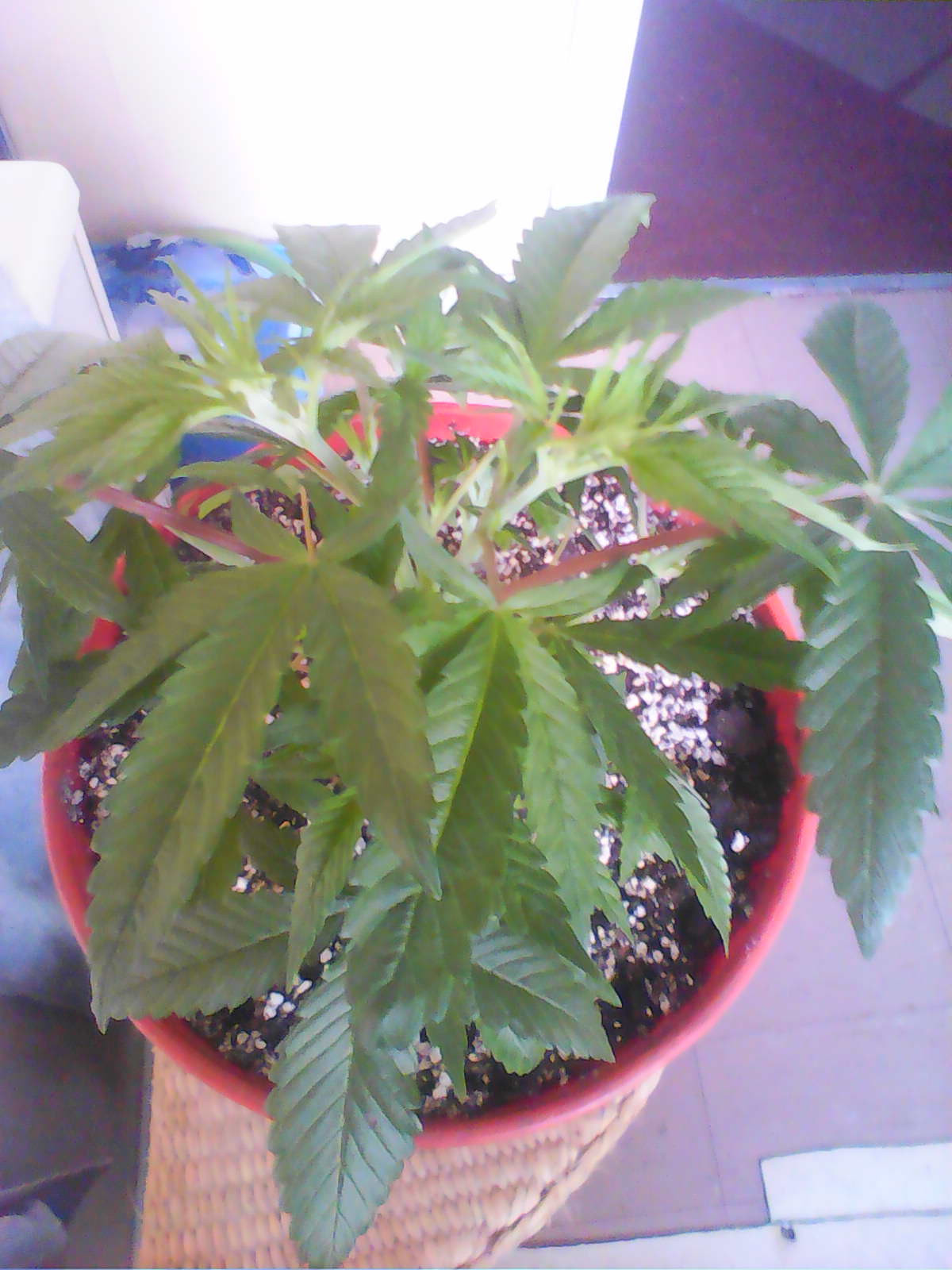 IMG0458A.jpg