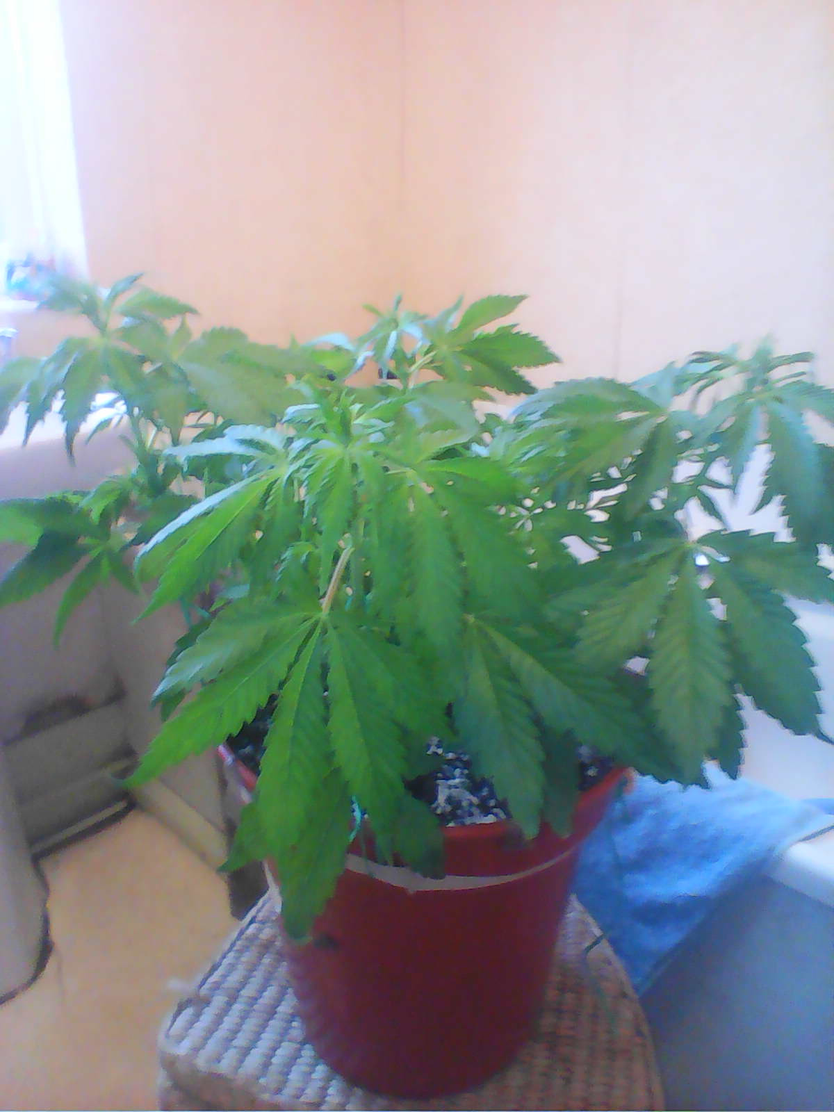 IMG0464A.jpg