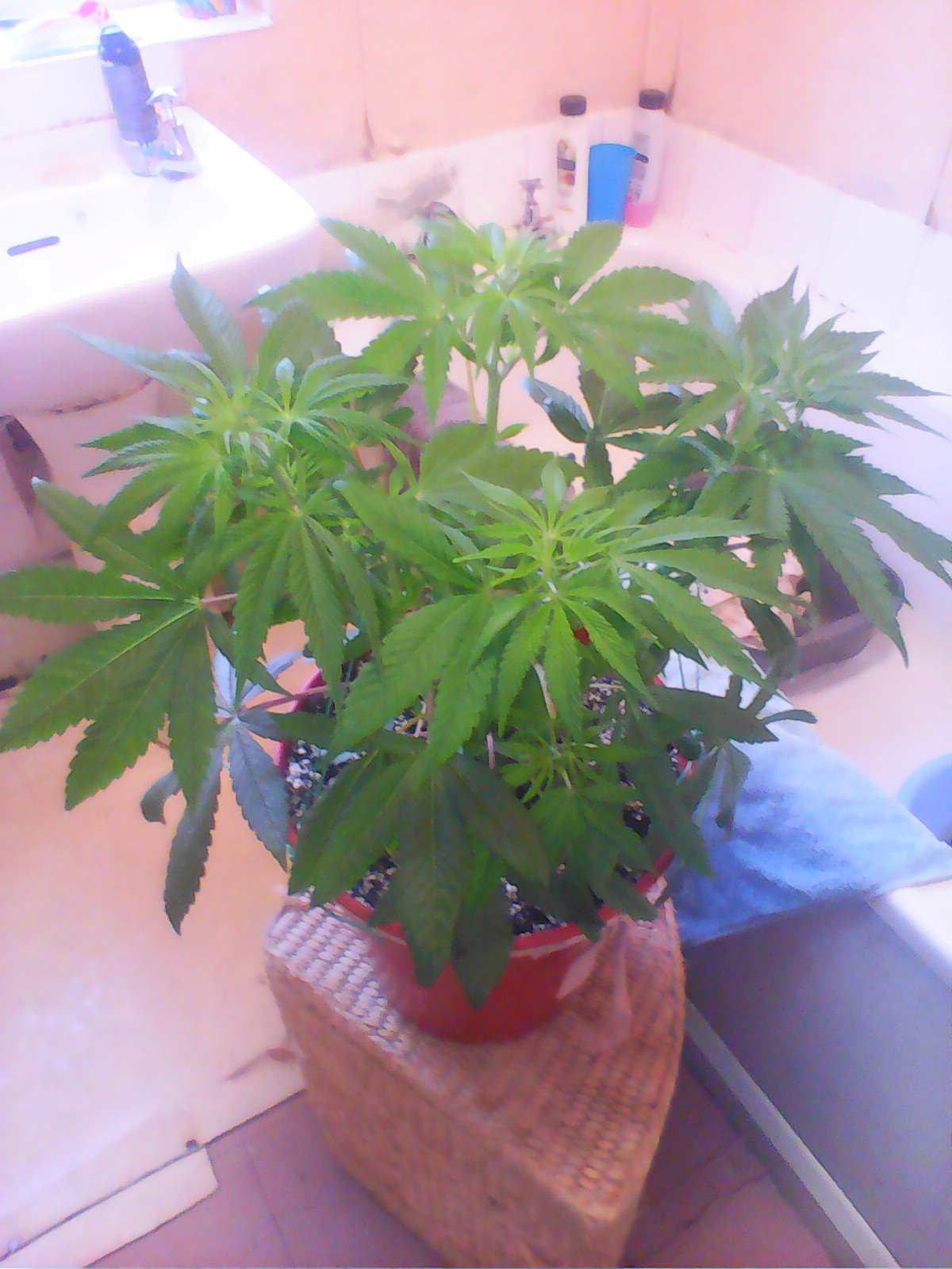 IMG0465A.jpg
