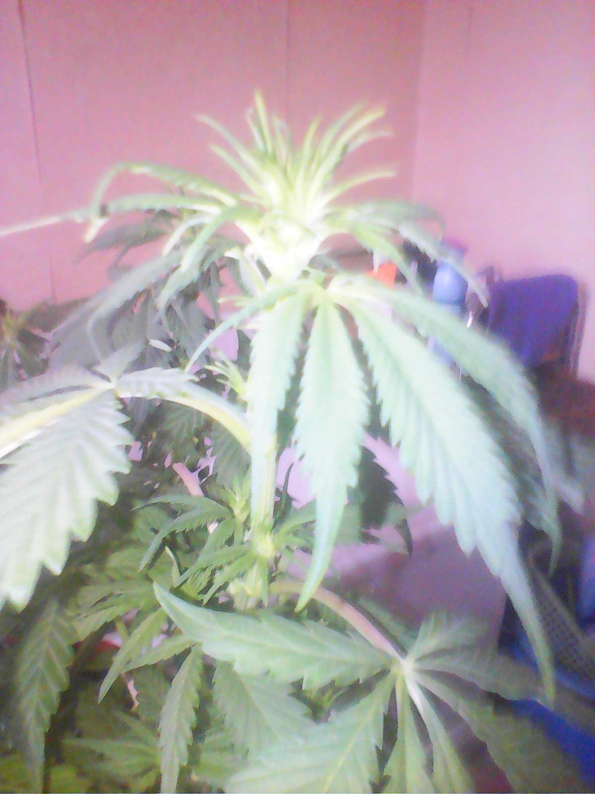 IMG0470A.jpg