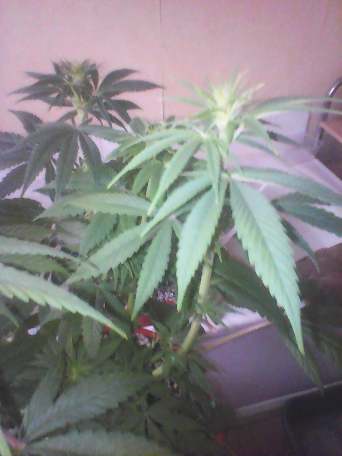 IMG0472A.jpg