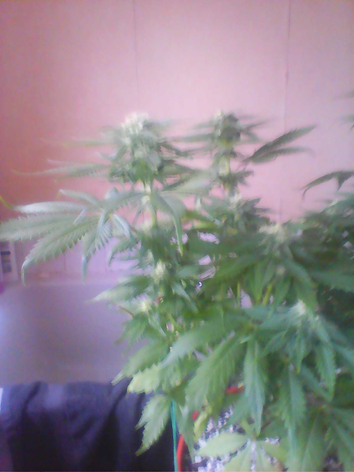 IMG0477A.jpg