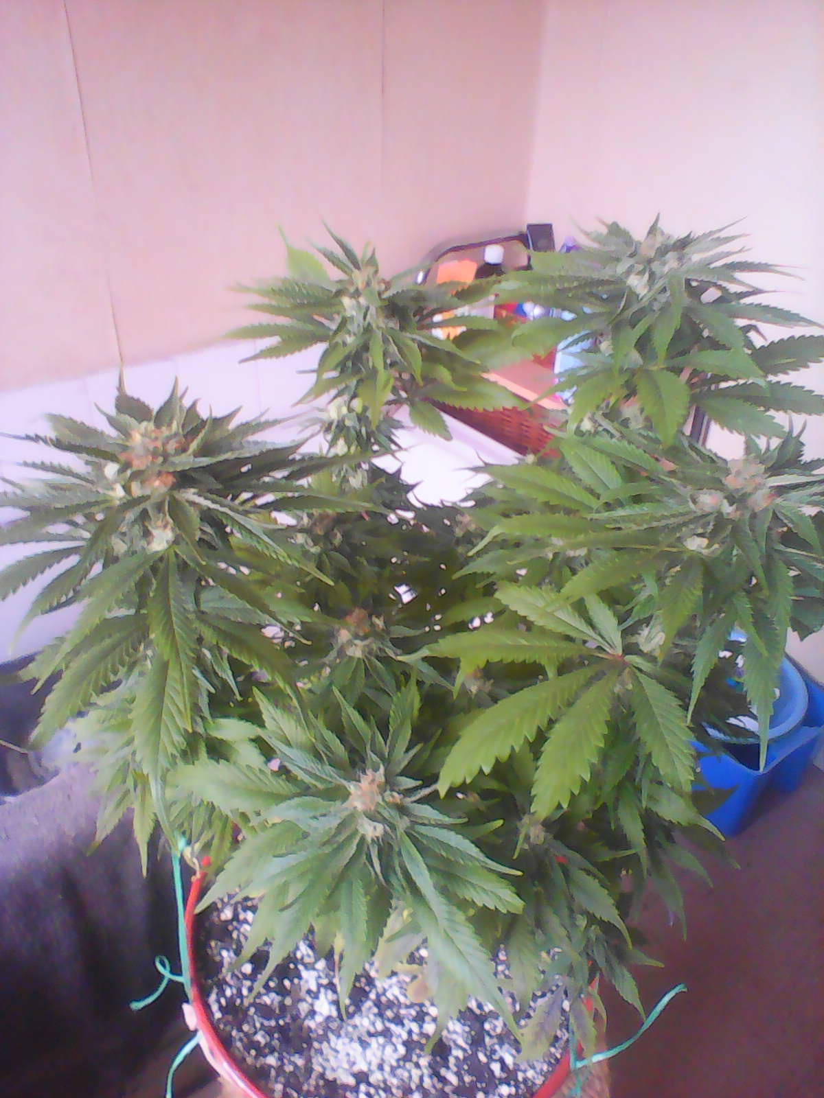 IMG0483A.jpg