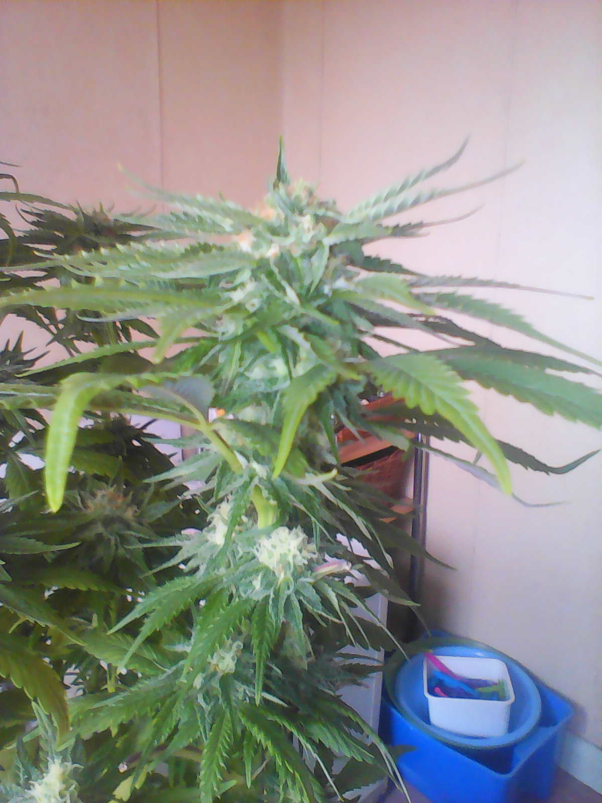 IMG0484A.jpg