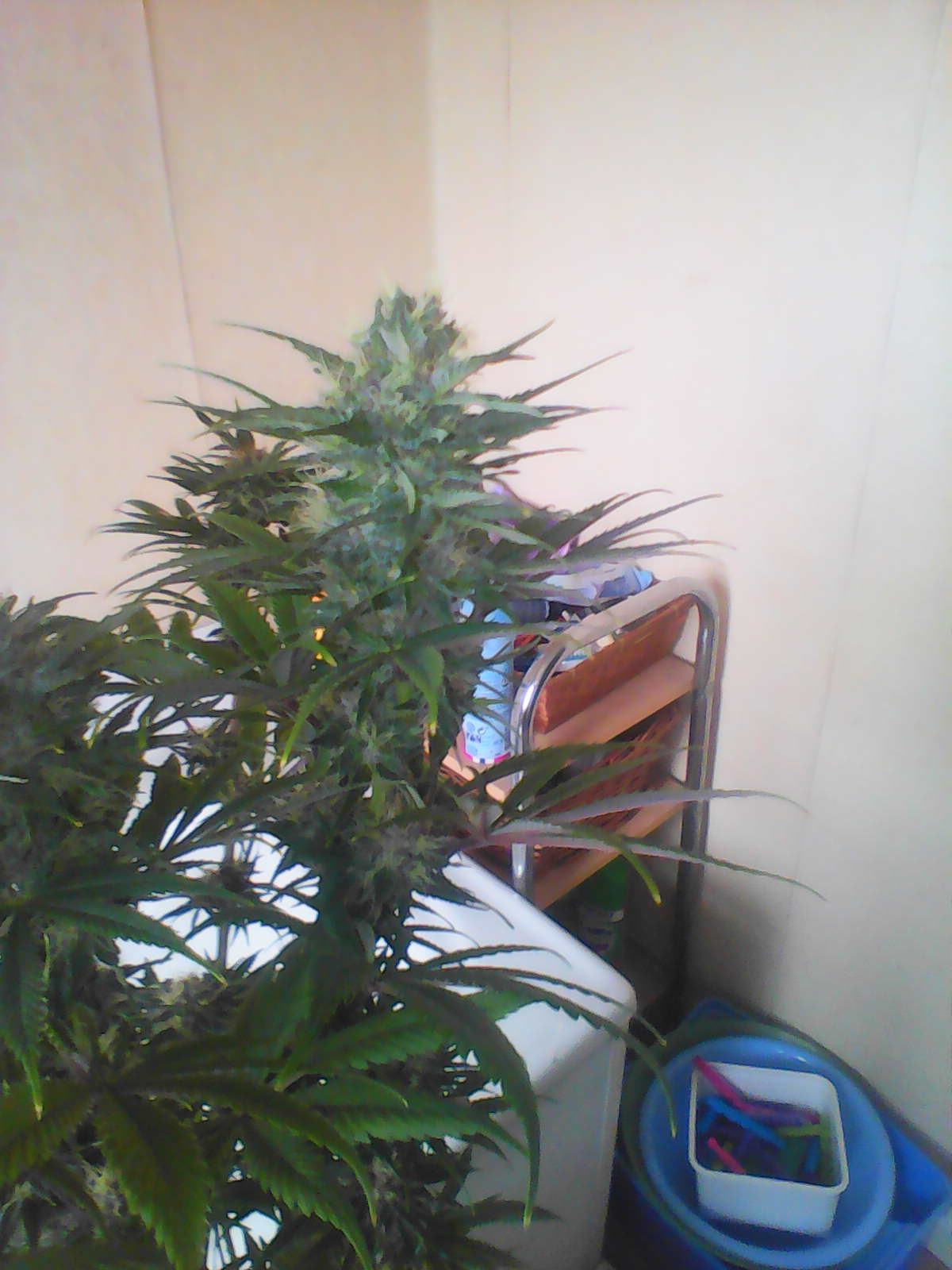 IMG0486A.jpg