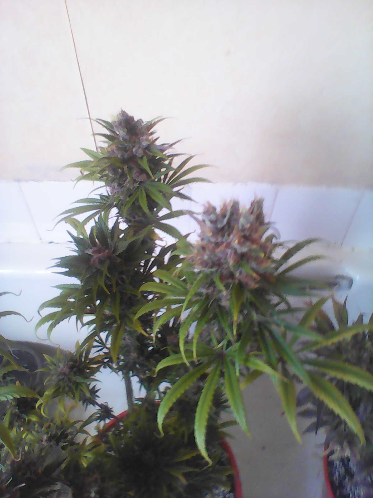 IMG0502A.jpg