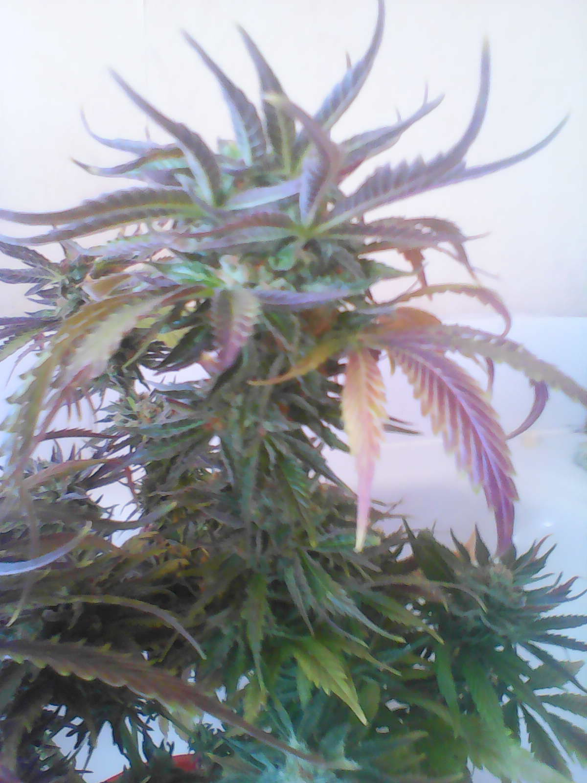 IMG0503A.jpg