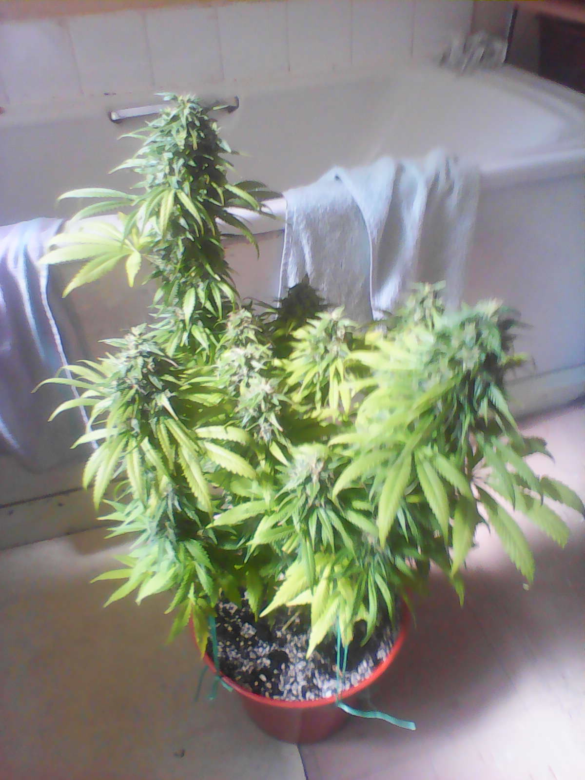 IMG0564A.jpg