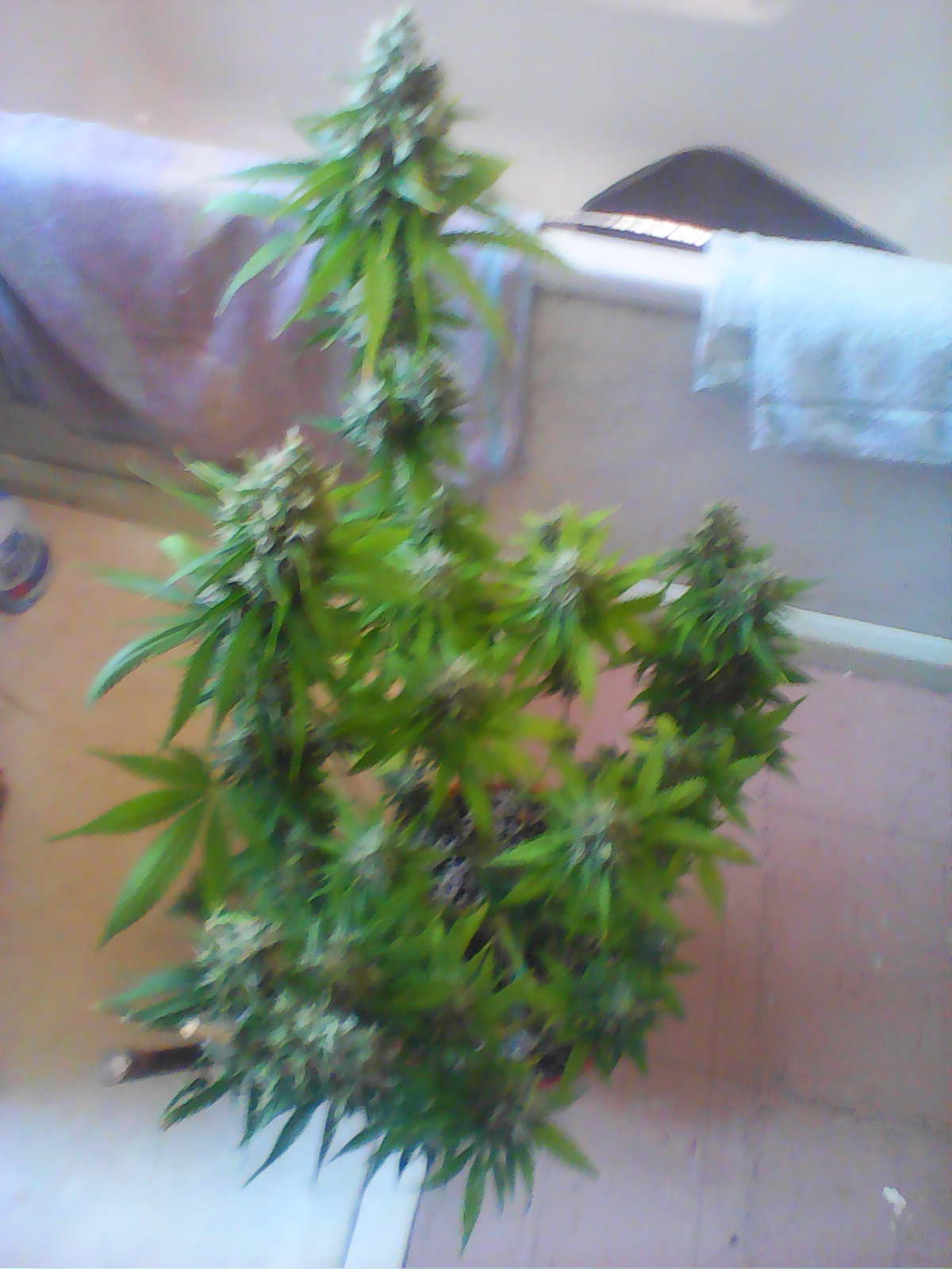 IMG0566A.jpg