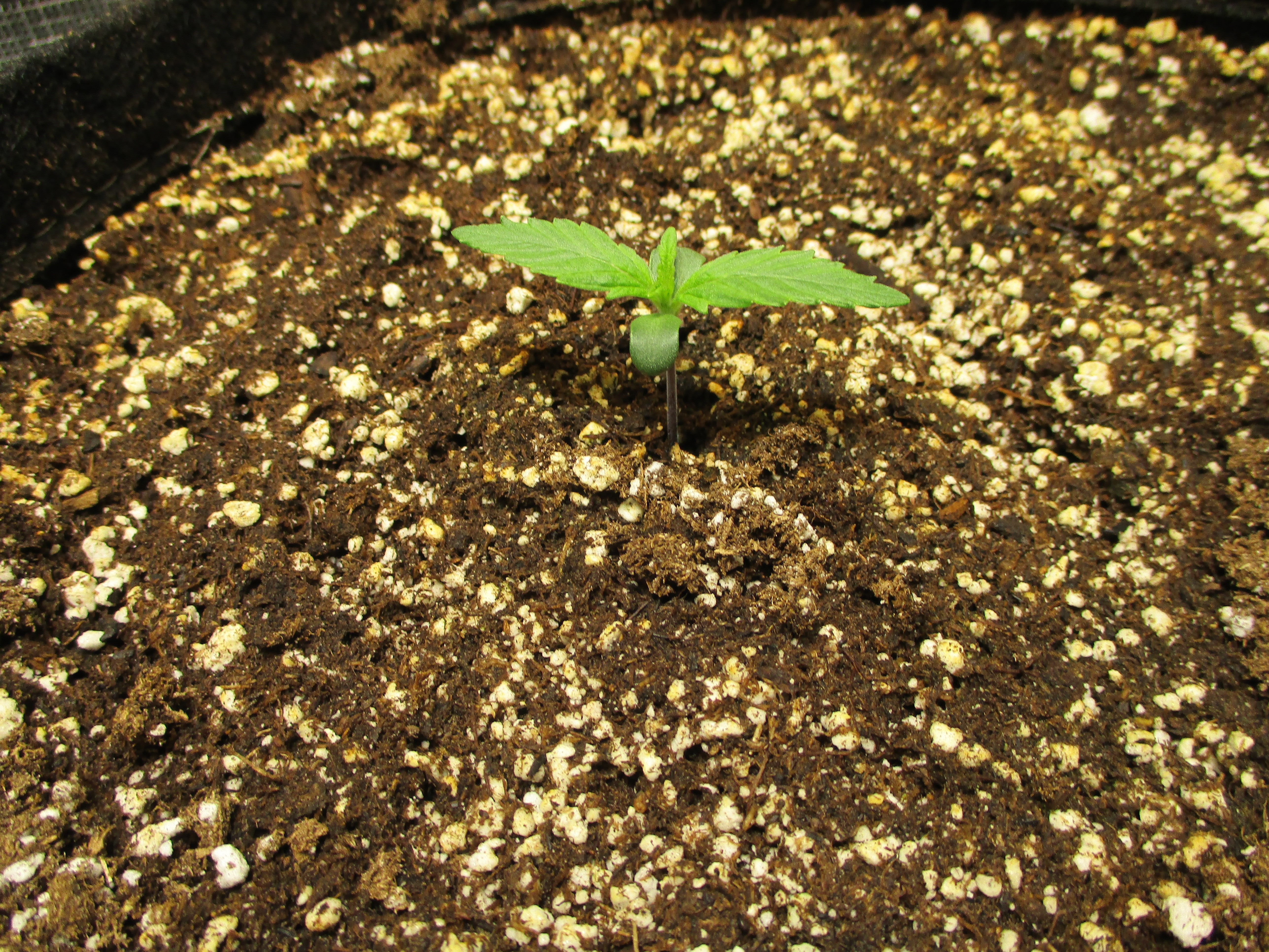 IMG_0036.JPG