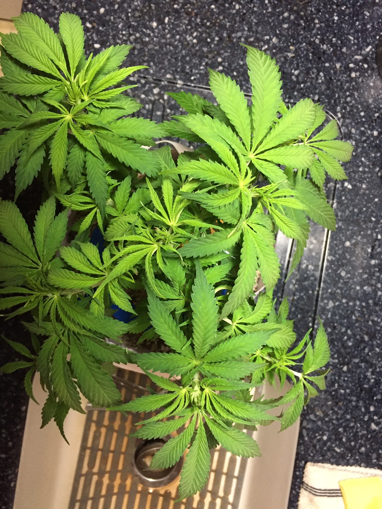 IMG_0097.JPG