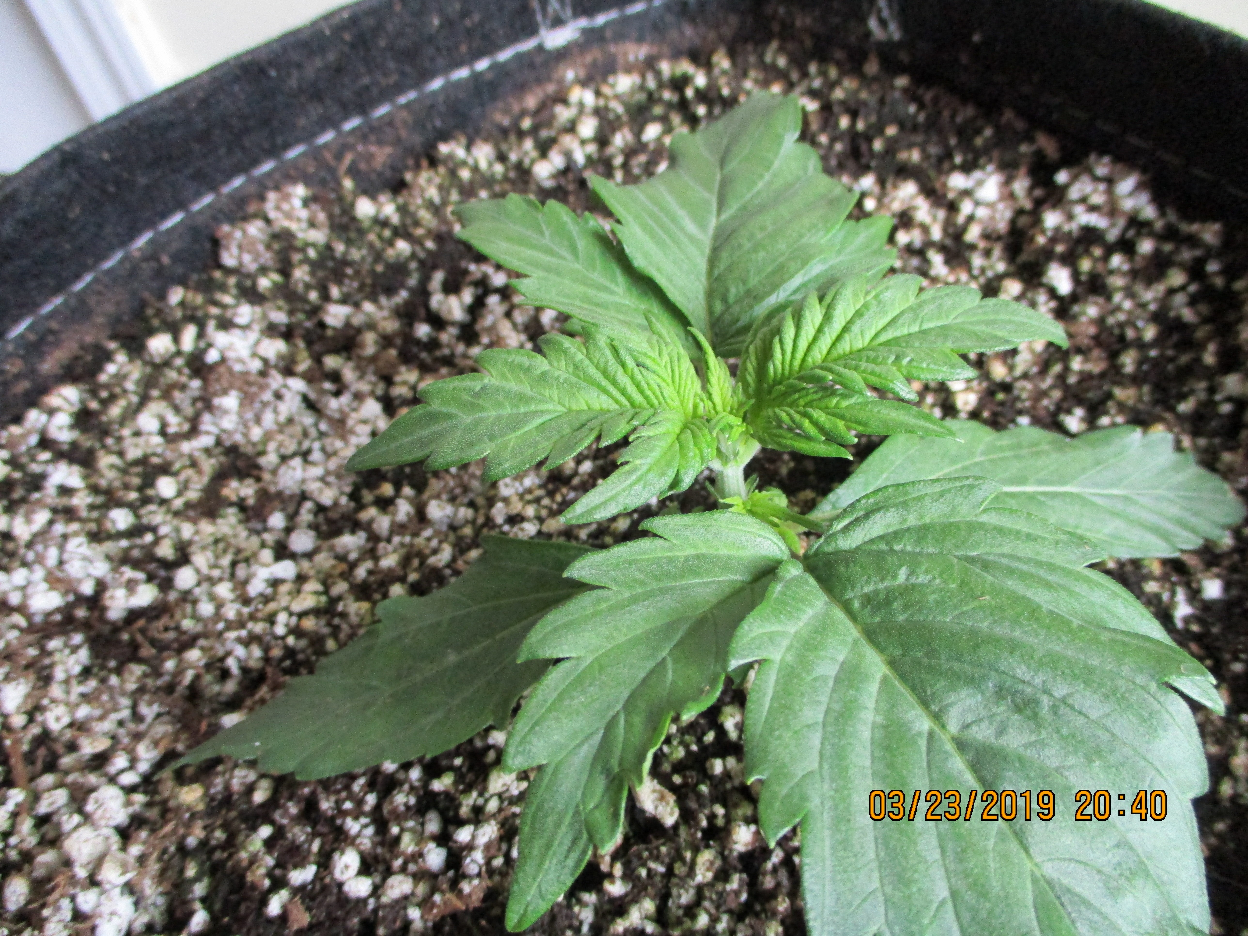 Click image for larger version  Name:	IMG_0146.JPG Views:	1 Size:	4.10 MB ID:	300756