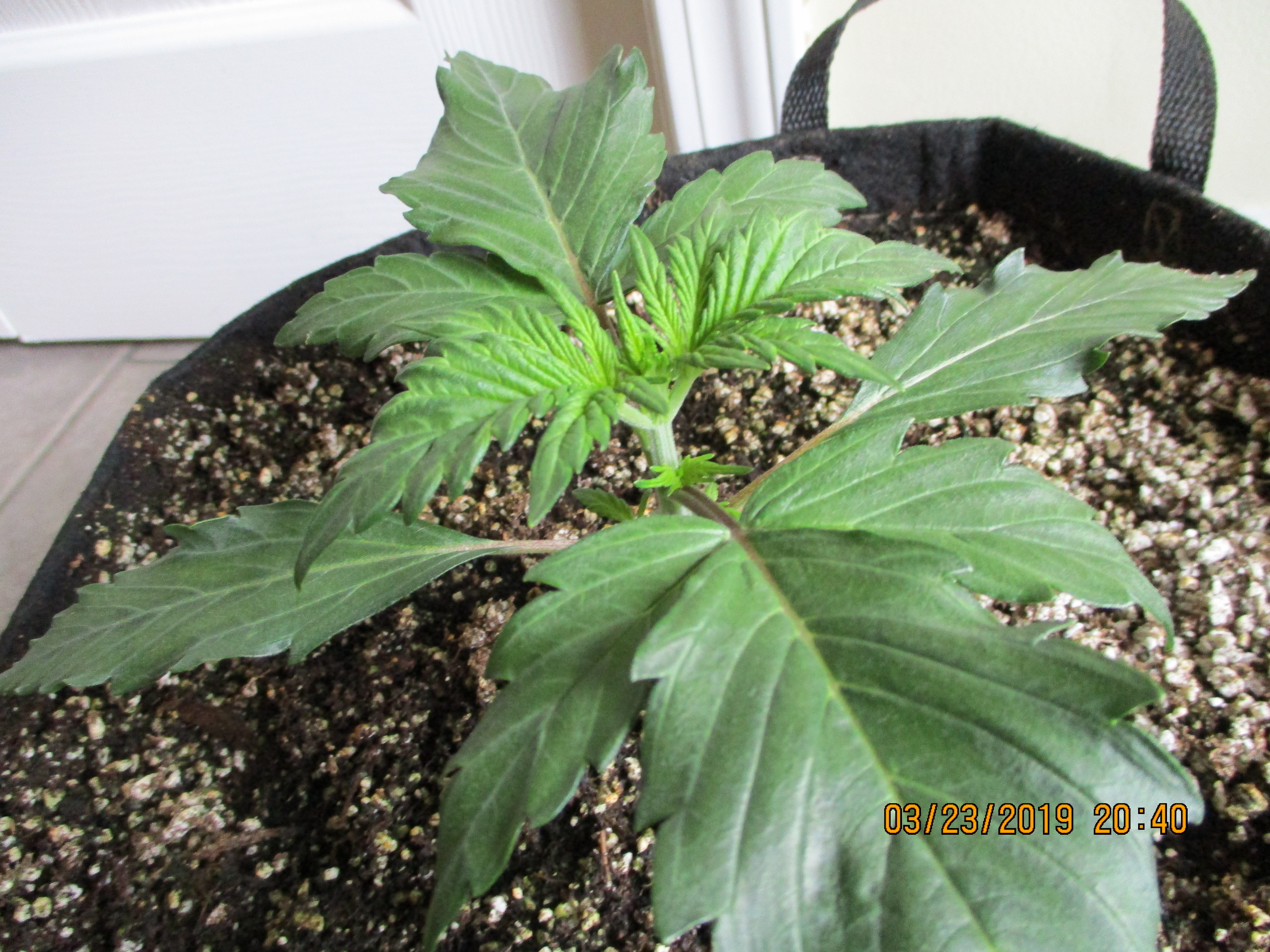 Click image for larger version  Name:	IMG_0147.JPG Views:	1 Size:	3.89 MB ID:	300753